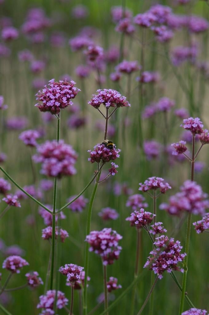 Verbena bonariensis, Tuin en Terras, Volle zon, Vaste plant, Zomer, Ophalen