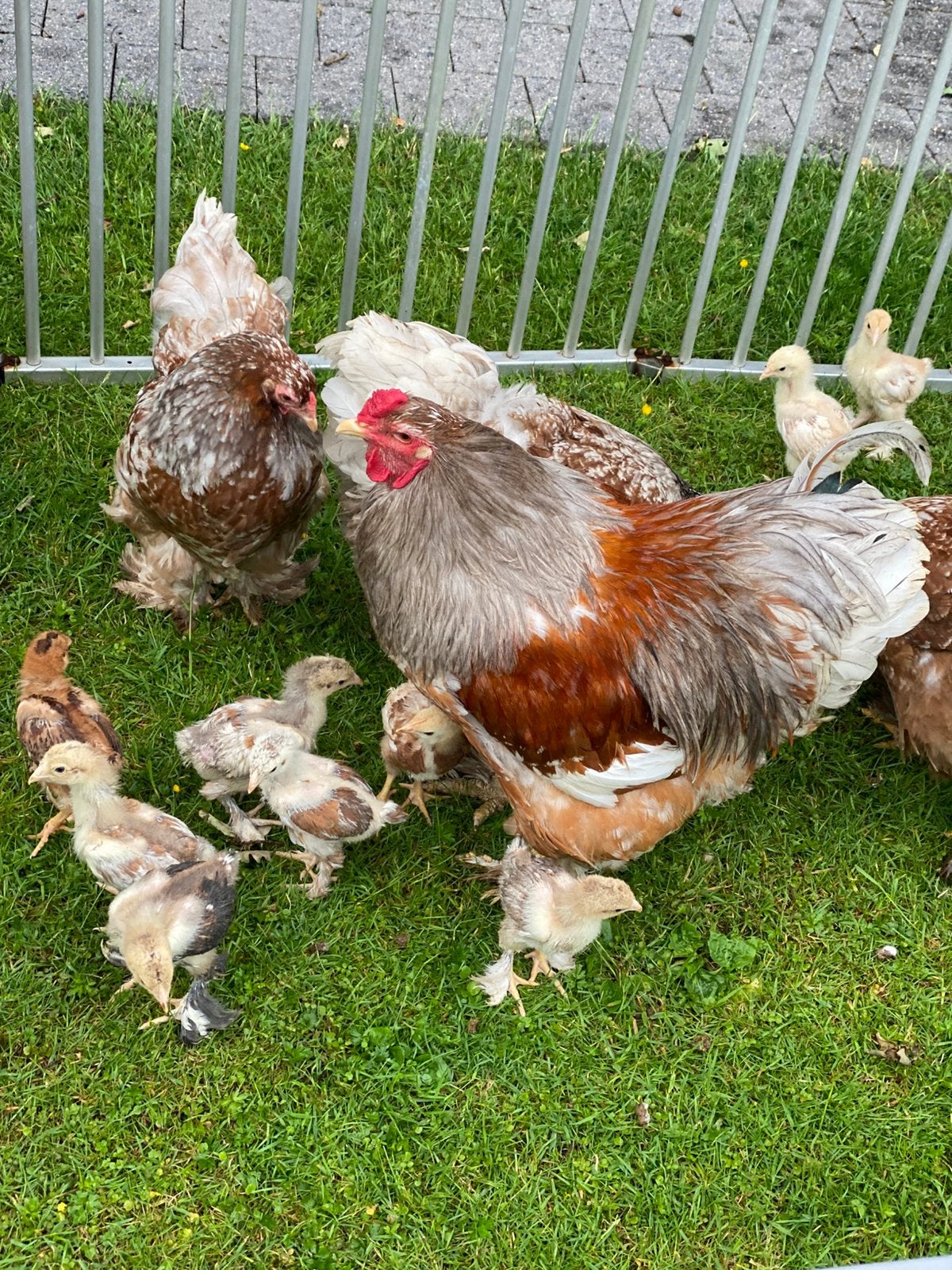 Brahma, Animaux & Accessoires, Volatiles