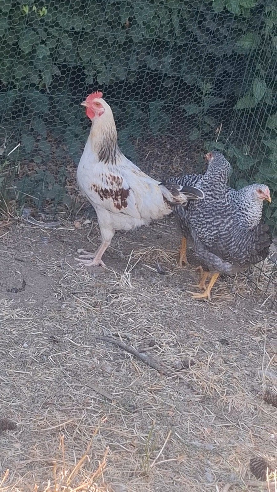 jonge Haan, Dieren en Toebehoren, Pluimvee