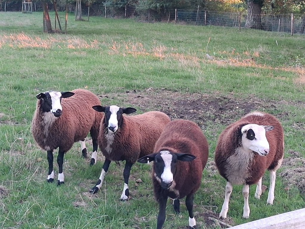 schaap, Dieren en Toebehoren, Schaap
