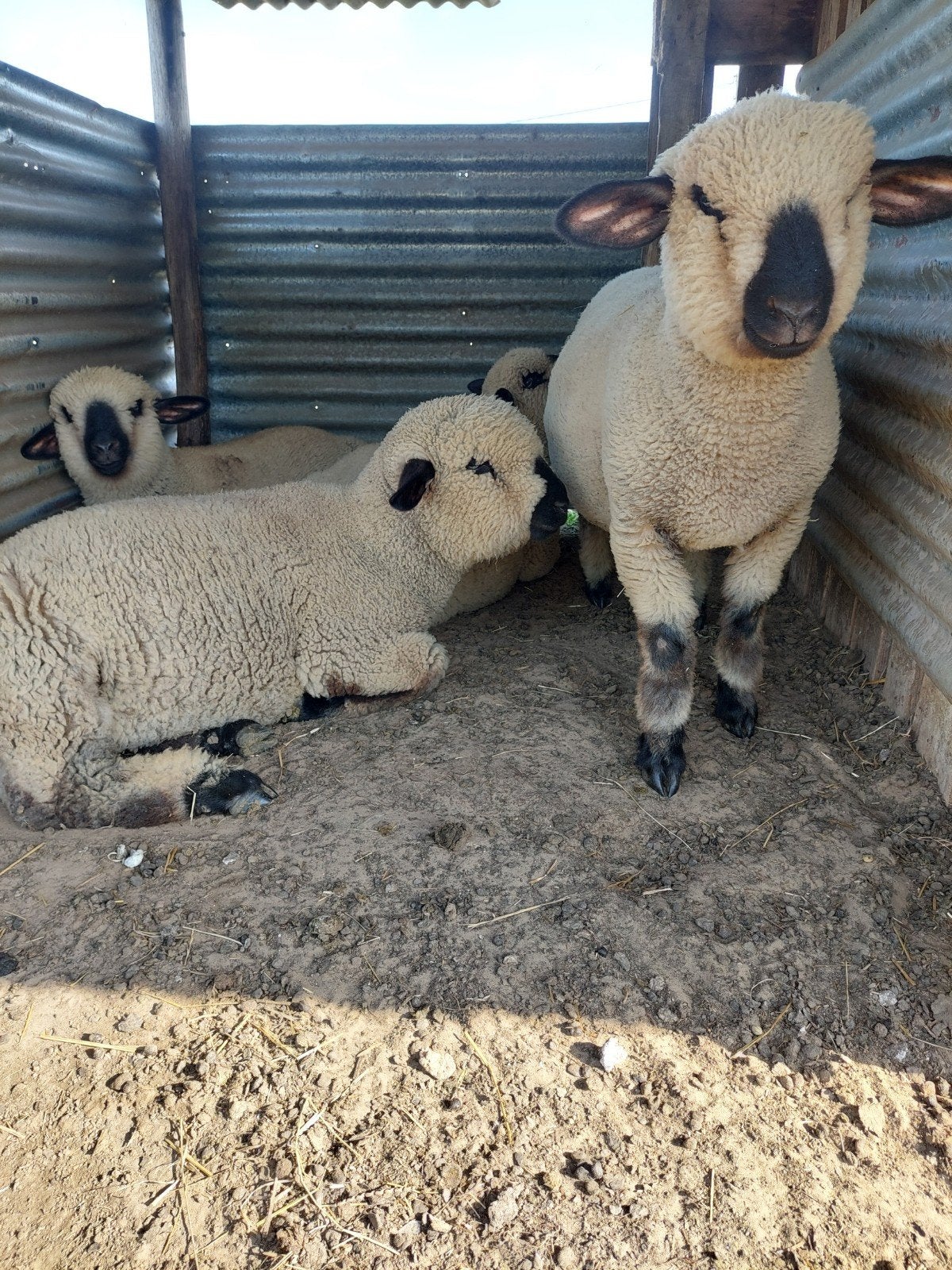2 Hampshire down rammen., Dieren en Toebehoren