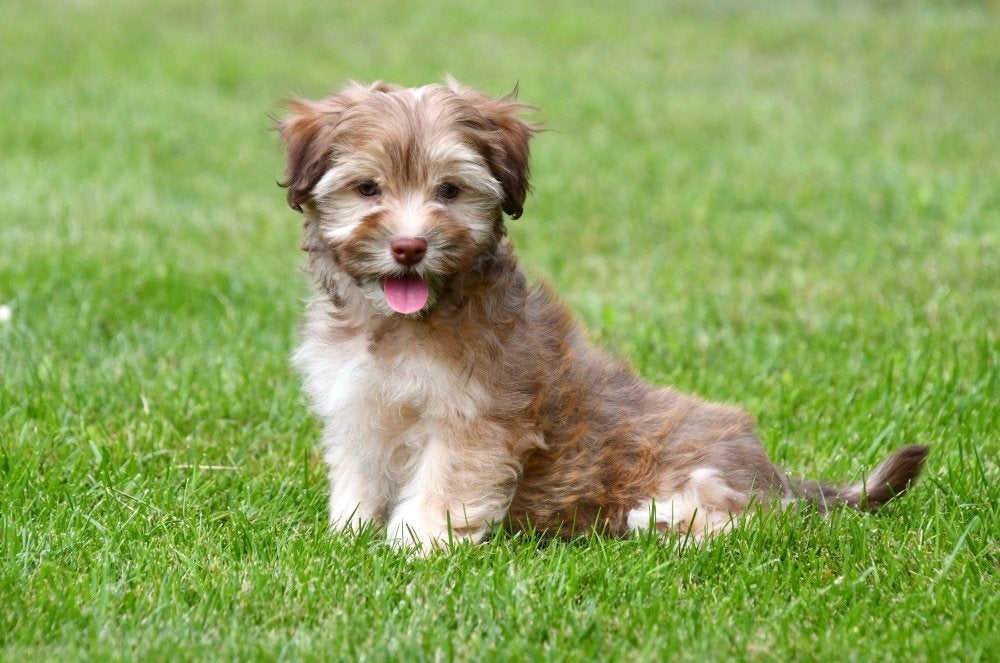 Havanezer pups te koop, 15 weken tot 1 jaar, Overige rassen, Buitenland, Parvo