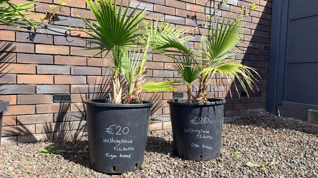 Washingtonia Filibusta - eigen kweek, Tuin en Terras, Ophalen, Nieuw