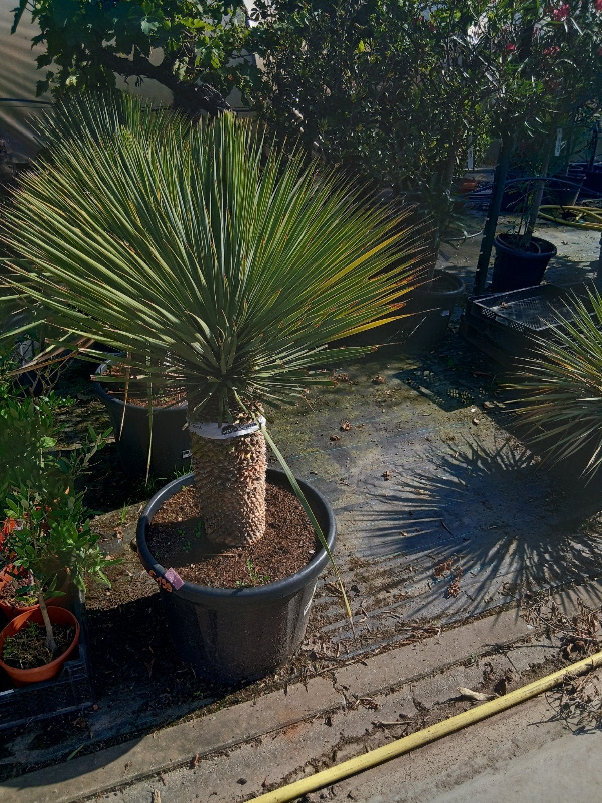 ‼️yucca rostrata aan promoprijzen ‼️, Tuin en Terras, Ophalen