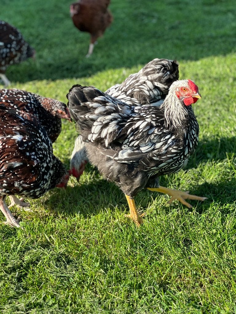 Coq Wyandotte grande race, argenté à liseré noir, Animaux & Accessoires, Mâle, Poule ou poulet