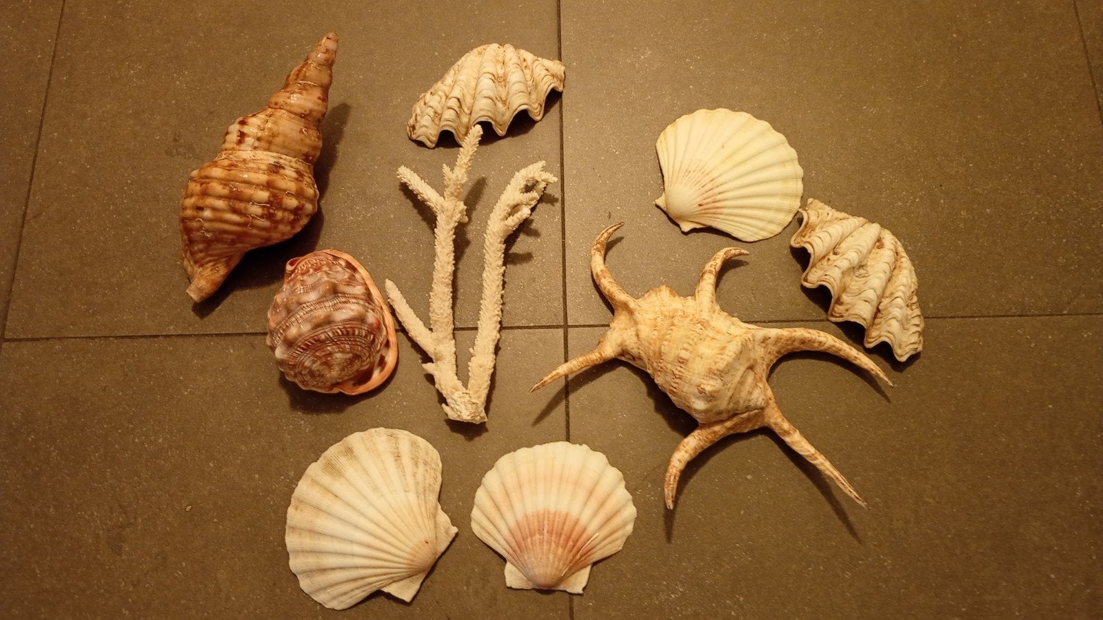 Décoration de mer en coquillages, Enlèvement