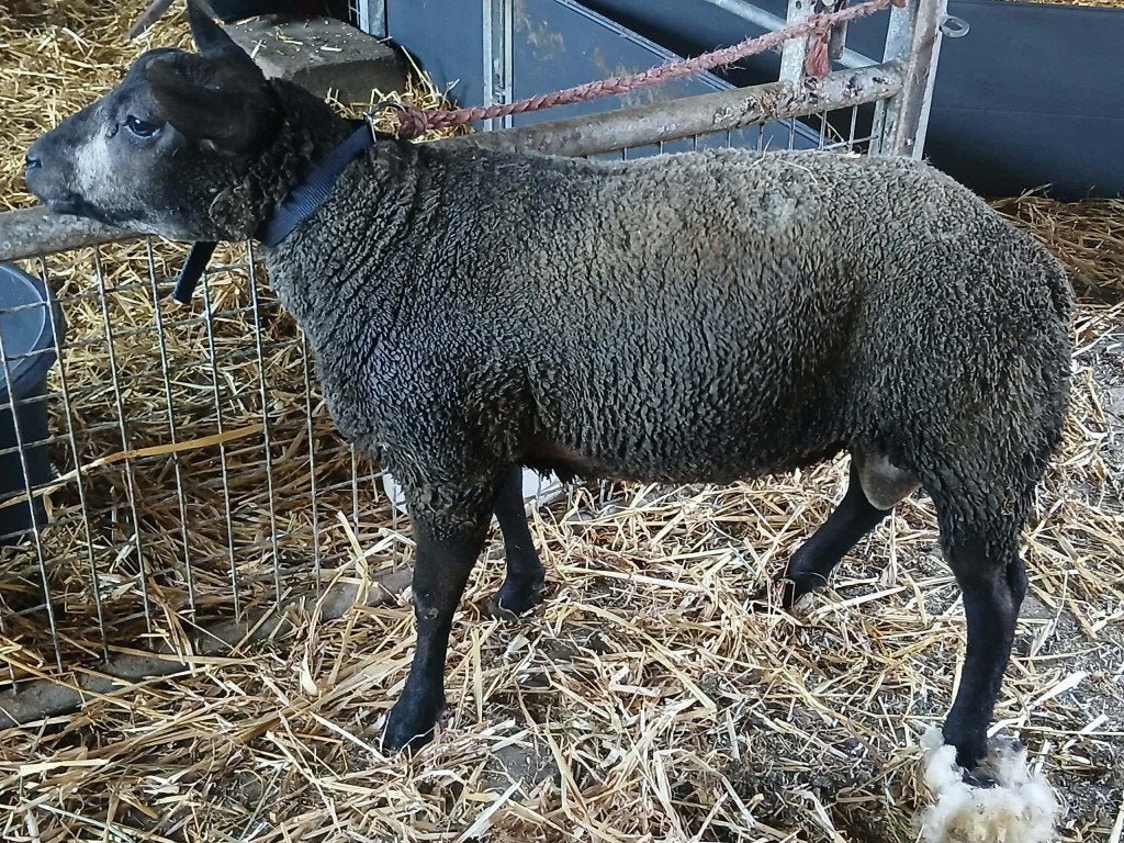 Agneau texel bleu, Animaux & Accessoires, Mâle, Mouton, 0 à 2 ans