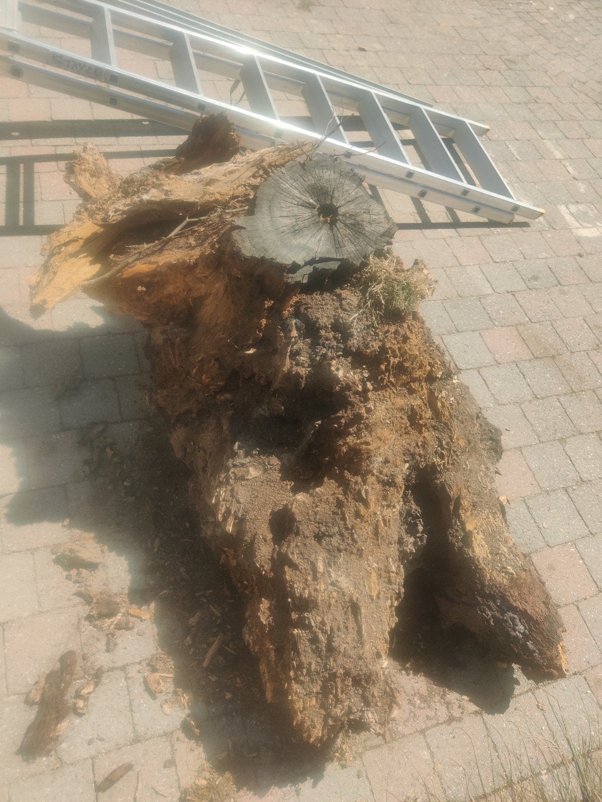 hout, boomstronken, houtkachel, Ophalen