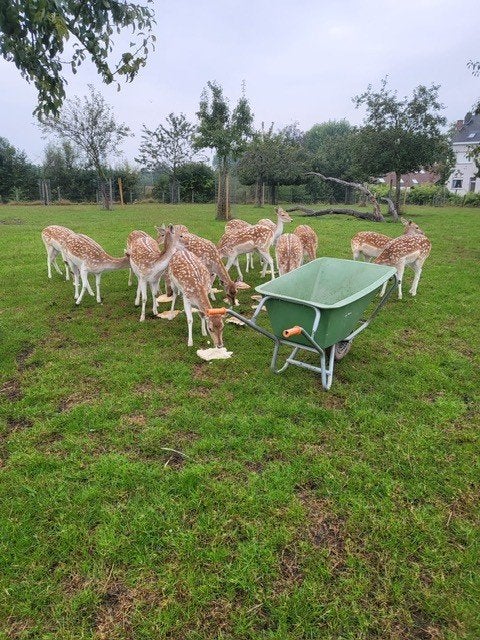 Damherten te koop, Augustus, Meerdere dieren