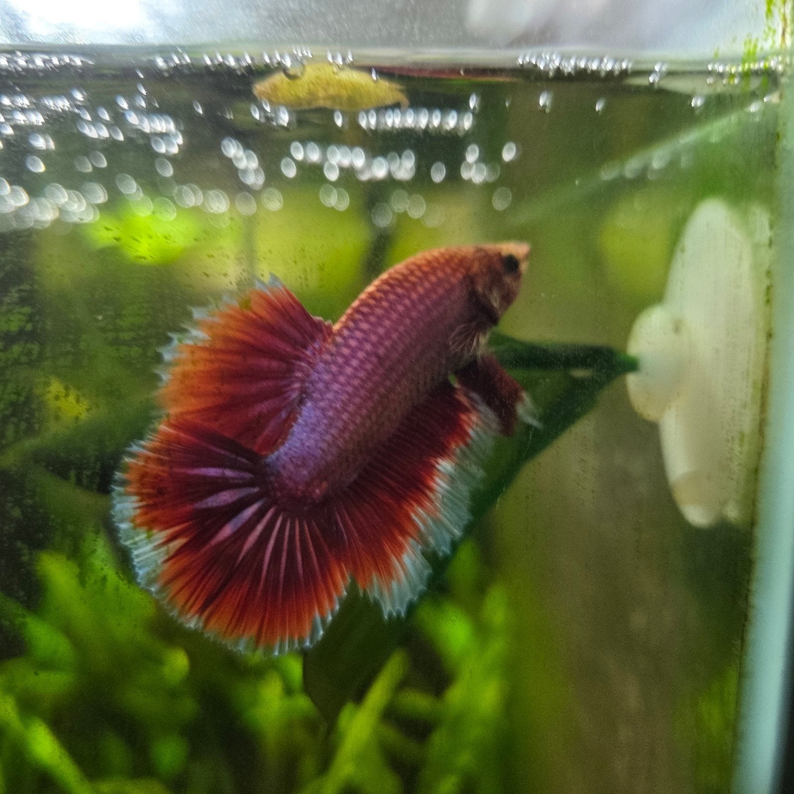 Betta man