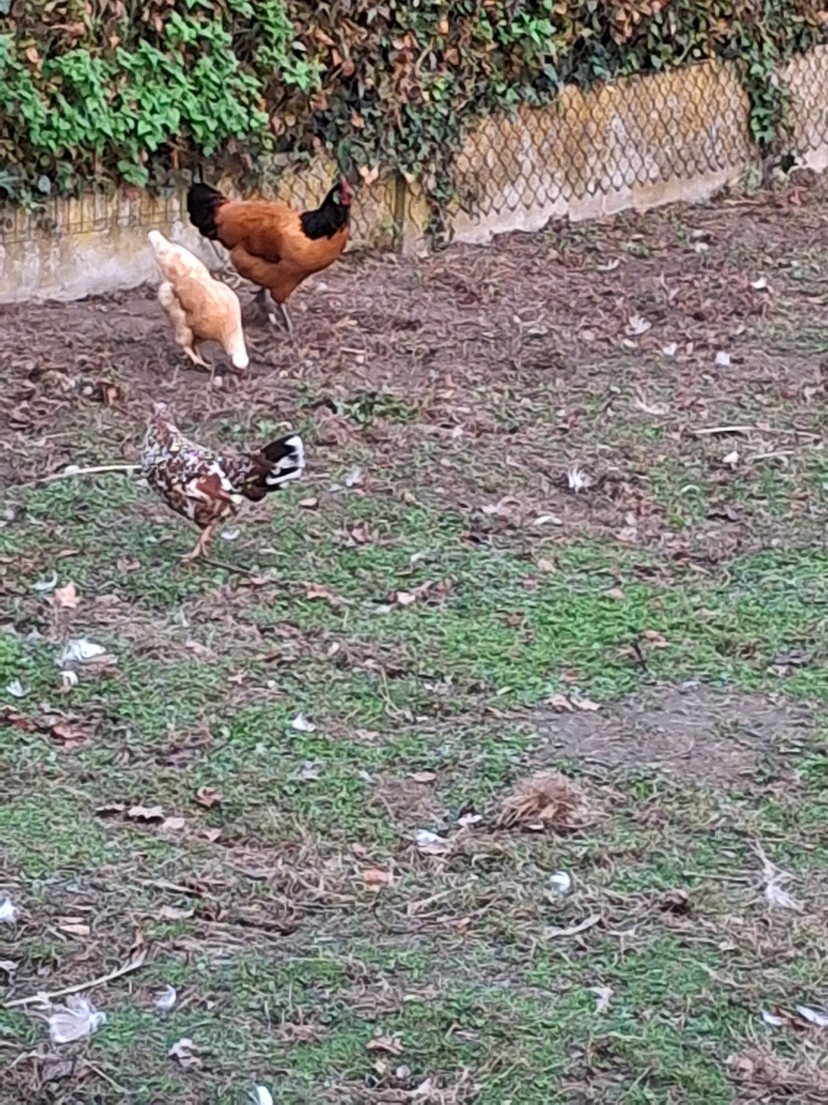 Kippen, Animaux & Accessoires, Femelle, Poule ou poulet