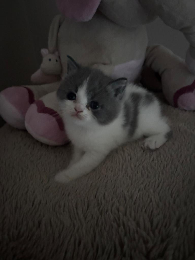 Brits korthaar katertje, Chat, Vermifugé, 0 à 2 ans