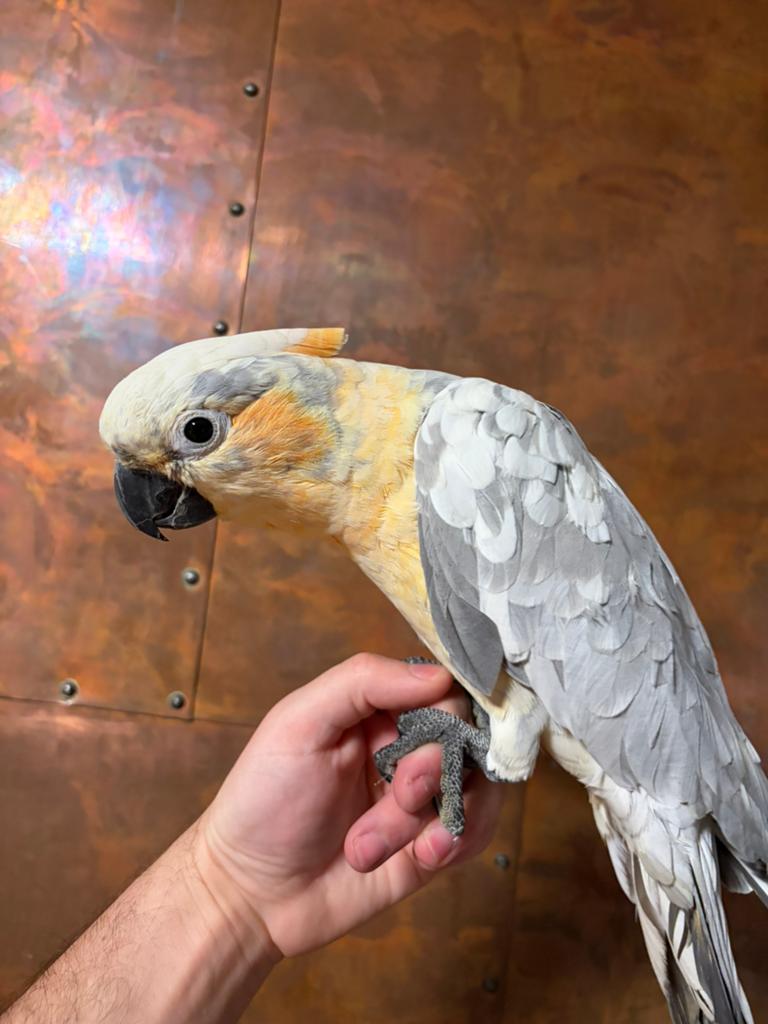 Supertamme hybride jonge kaketoe, Dieren en Toebehoren, Vogels | Parkieten en Papegaaien, Papegaai, Mannelijk, Pratend, Tam, Geringd