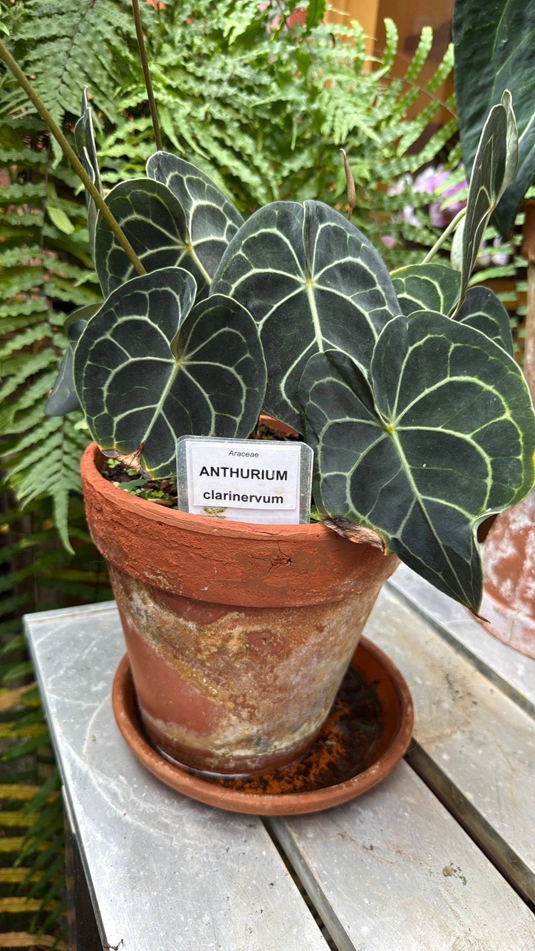 ANTHURIUM CLARINERVIUM, Ophalen