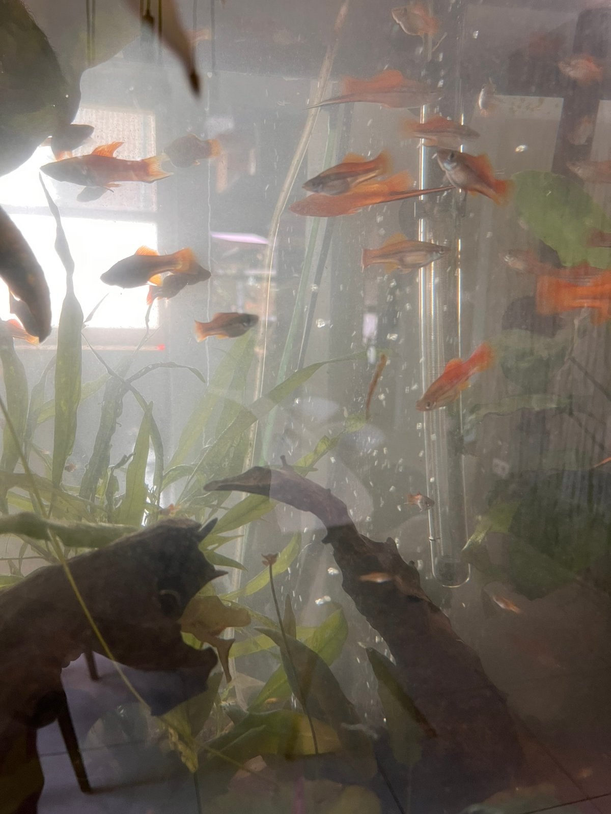 Zwaarddrager aquarium vissen, Dieren en Toebehoren, Vissen | Aquariumvissen, Vis, Zoetwatervis, Schoolvis