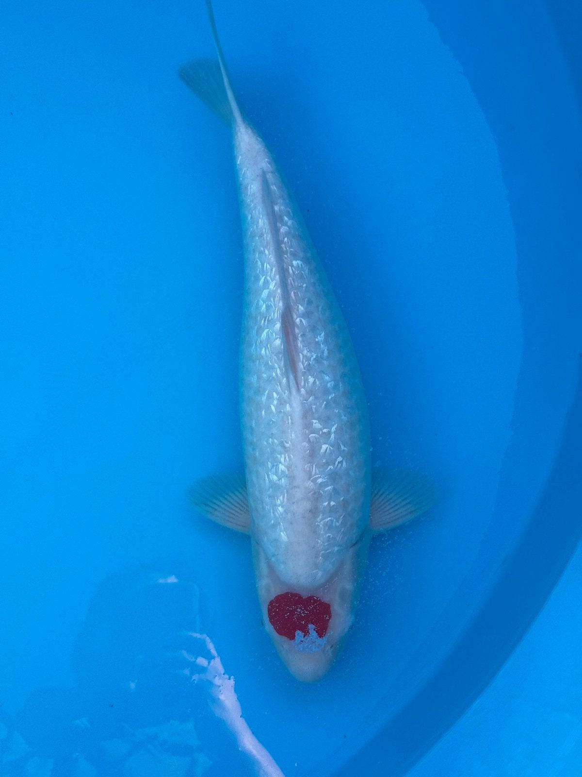Verschillende koi Ogata en Okawa, Animaux & Accessoires, Poissons | Poissons d'étang, Carpe ou Koï