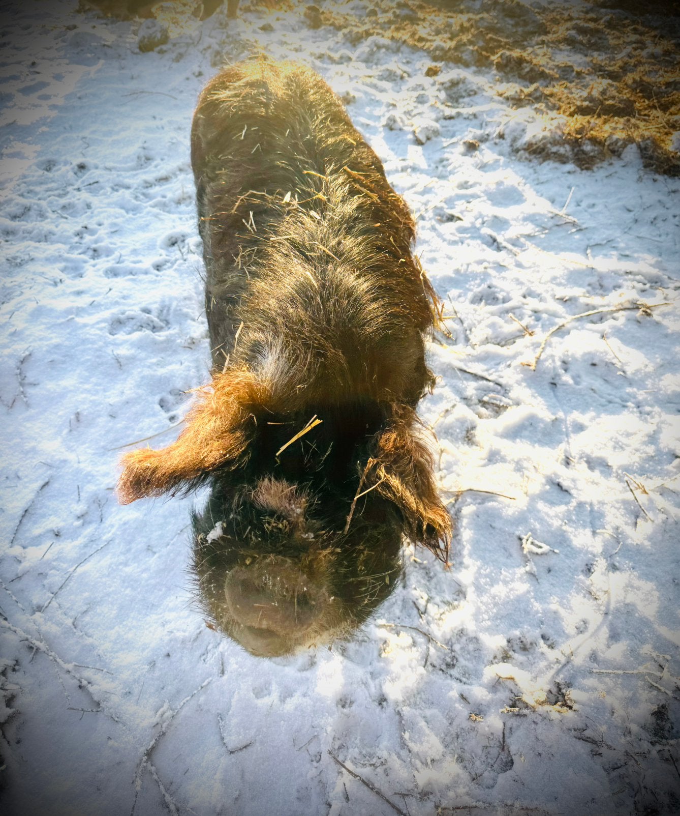 Kune kune borg 3 jaar, Dieren en Toebehoren