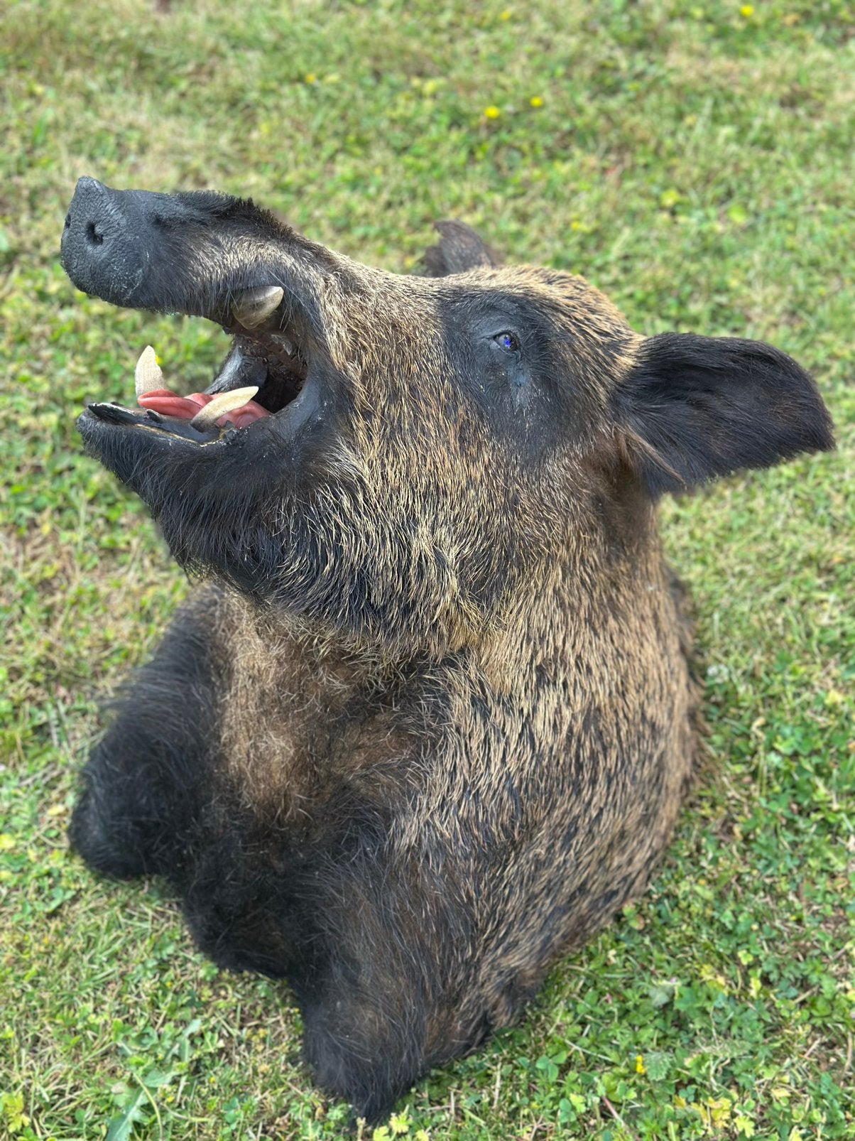 Everzwijn kop groot taxidermie, Ophalen
