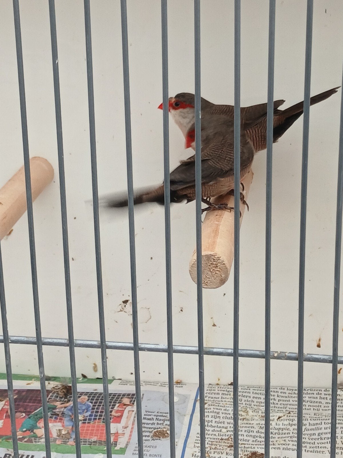 koppel sint helenafazantje, Dieren en Toebehoren, Meerdere dieren