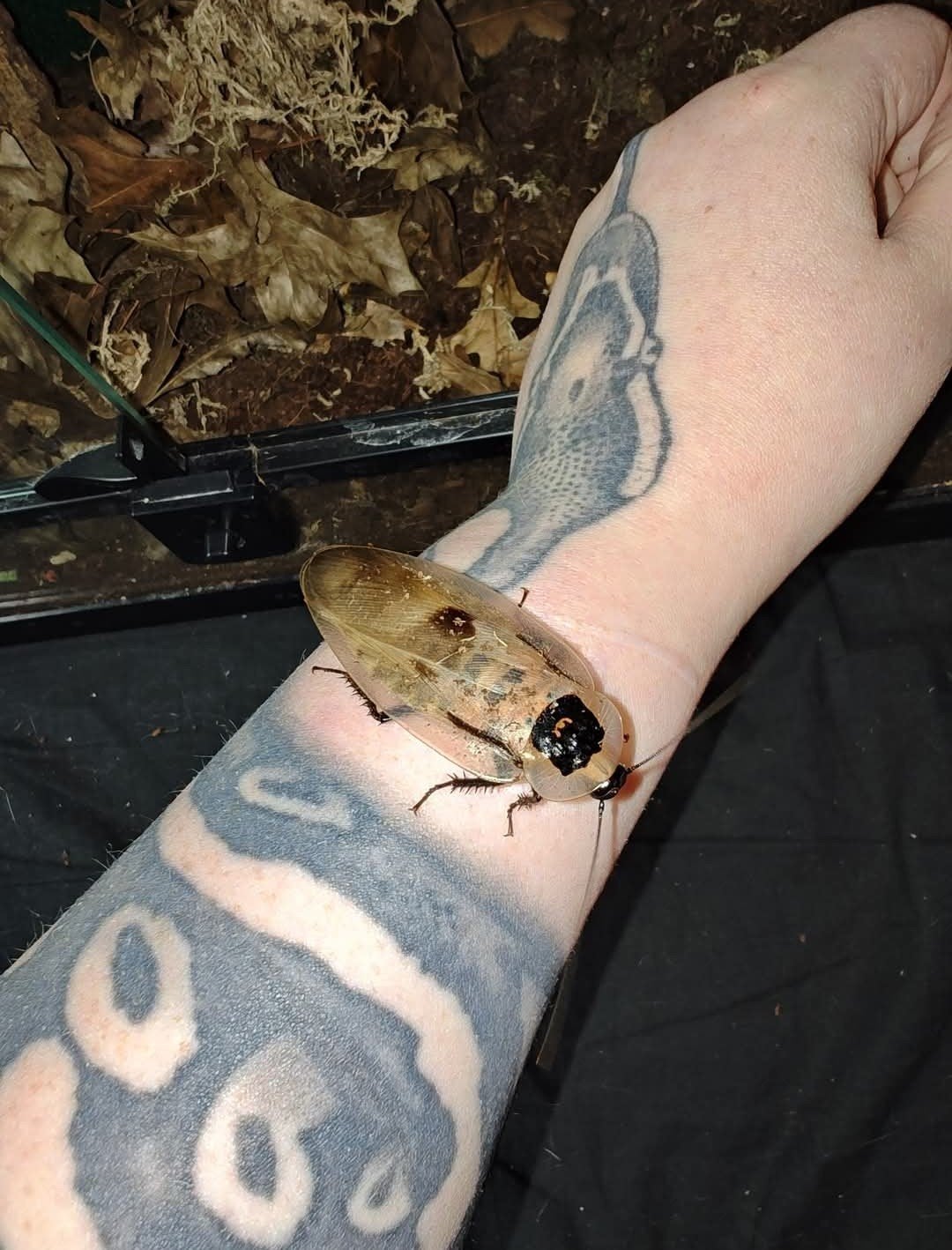 Blaberus giganteus, Dieren en Toebehoren, Overige soorten