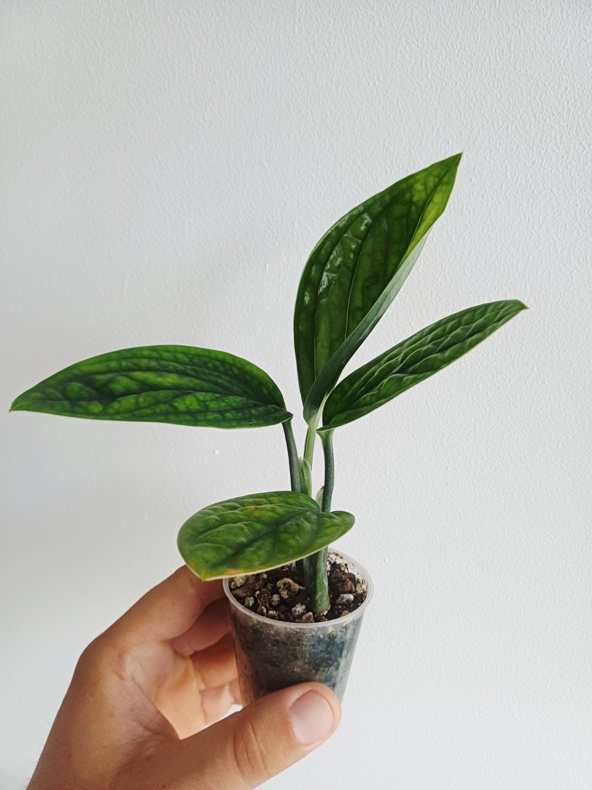 Monstera Karstenianum 'peru', Autres espèces, En pot, Enlèvement ou Envoi, Moins de 100 cm