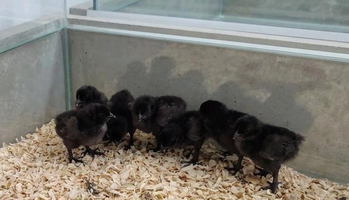 Ayam cemani , kuikens ( 4 ), Animaux & Accessoires, Volatiles