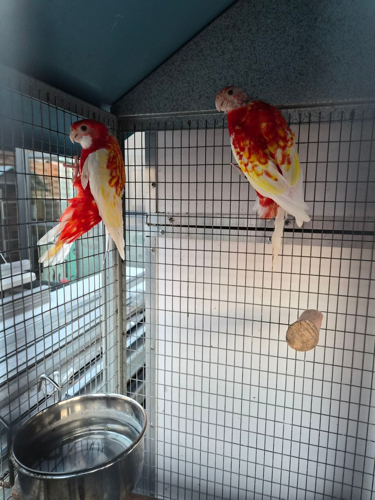 Rosella parkiet, Perruche