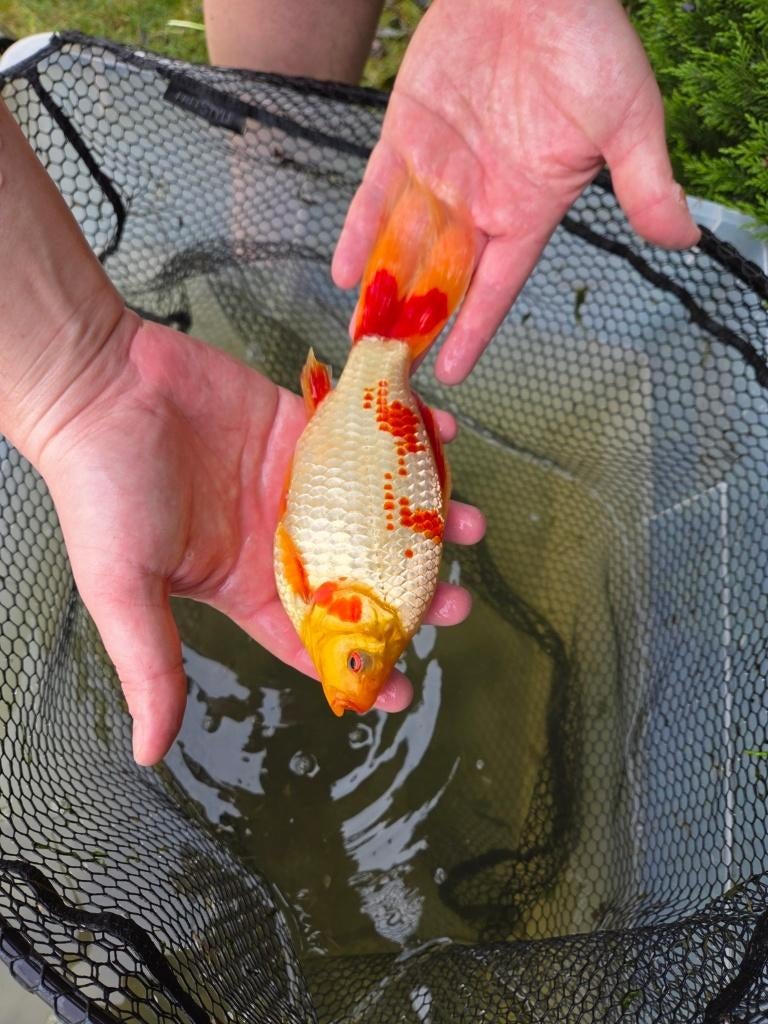 Mooie goudvis 24 cm - eigen kweek, Dieren en Toebehoren, Vissen | Vijvervissen, Goudvis(sen)