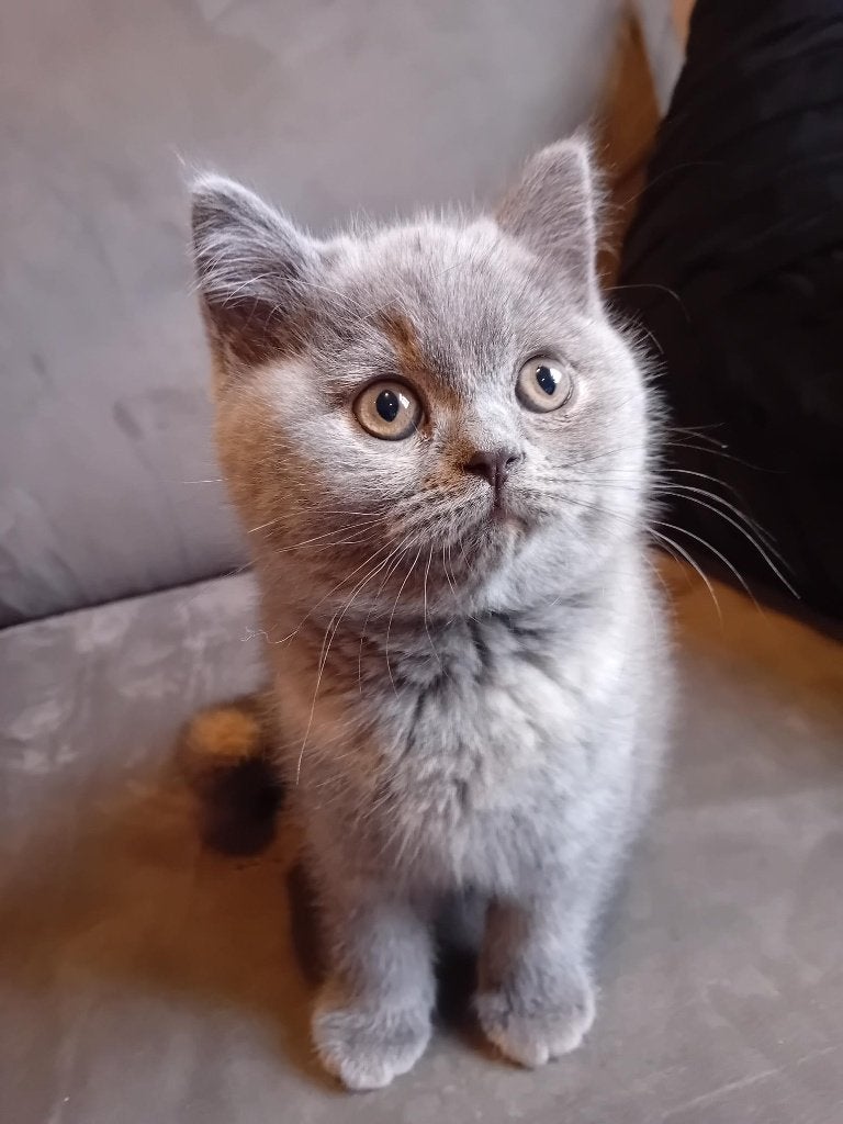 Brits korthaar kitten stamboom-kampioenenlijn, Chat, Avec puce électronique, 0 à 2 ans