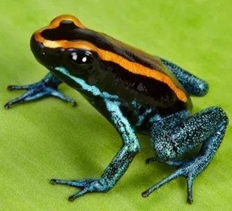 Phyllobates vittatus nakweek te koop, Dieren en Toebehoren, Reptielen en Amfibieën, Amfibie