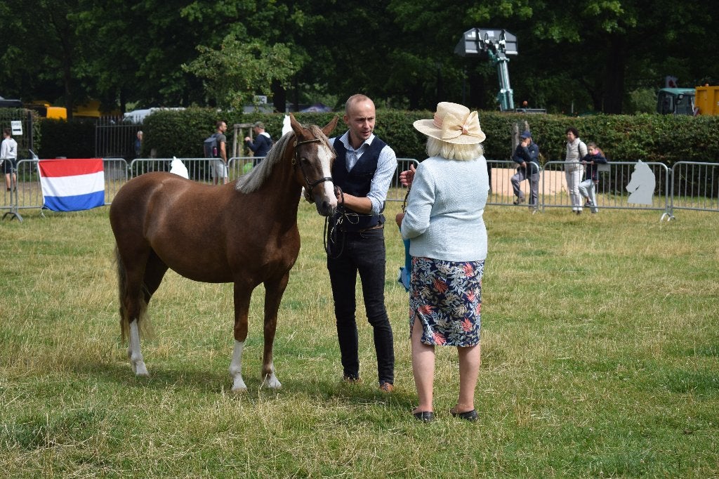 Welsh merrie, Animaux & Accessoires, Poney B (1.17 m à 1.27 m), Poney de dressage, Avec pedigree, Non dressé