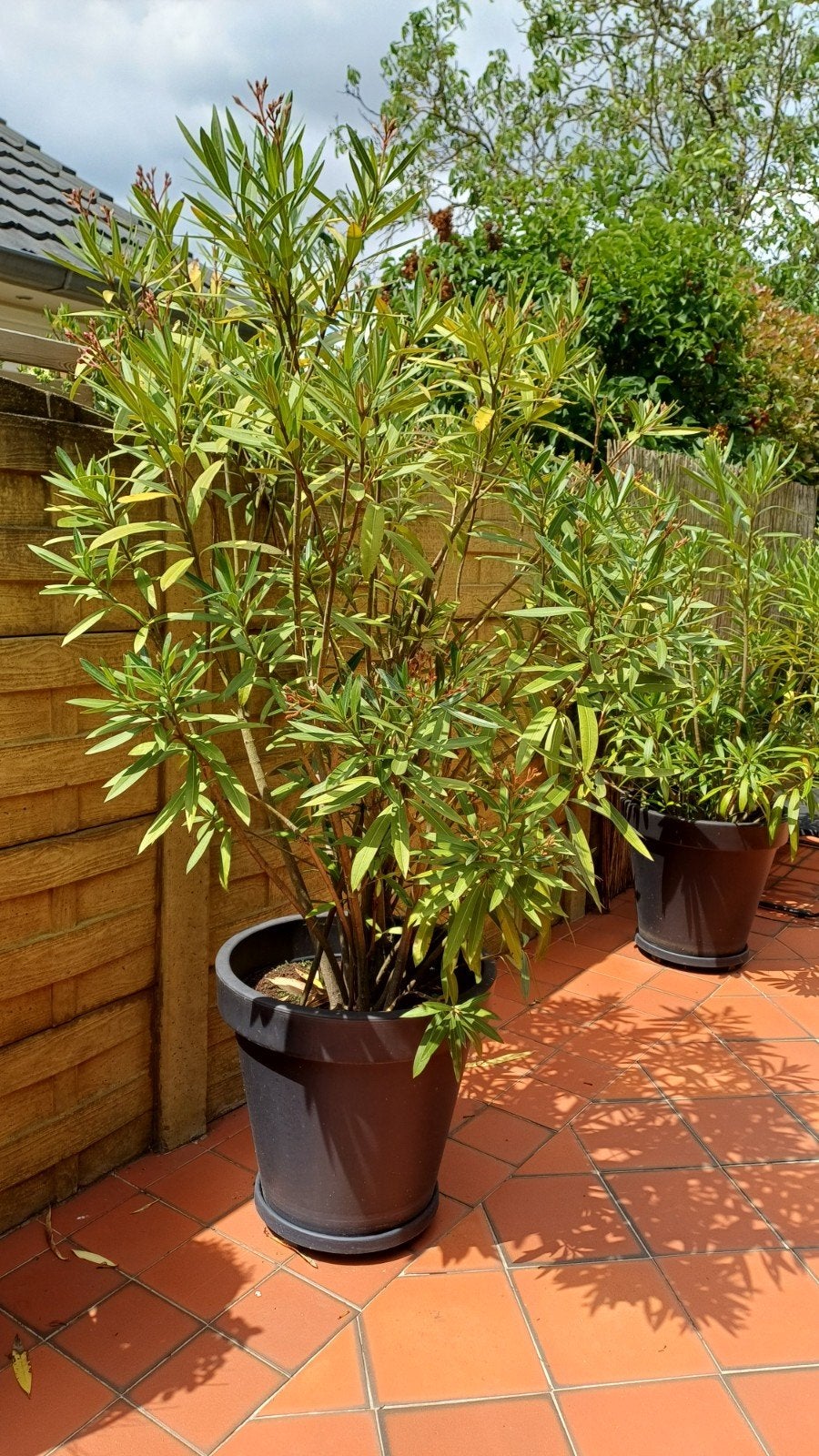 Oleander, Tuin en Terras, Planten | Struiken en Hagen, Ophalen