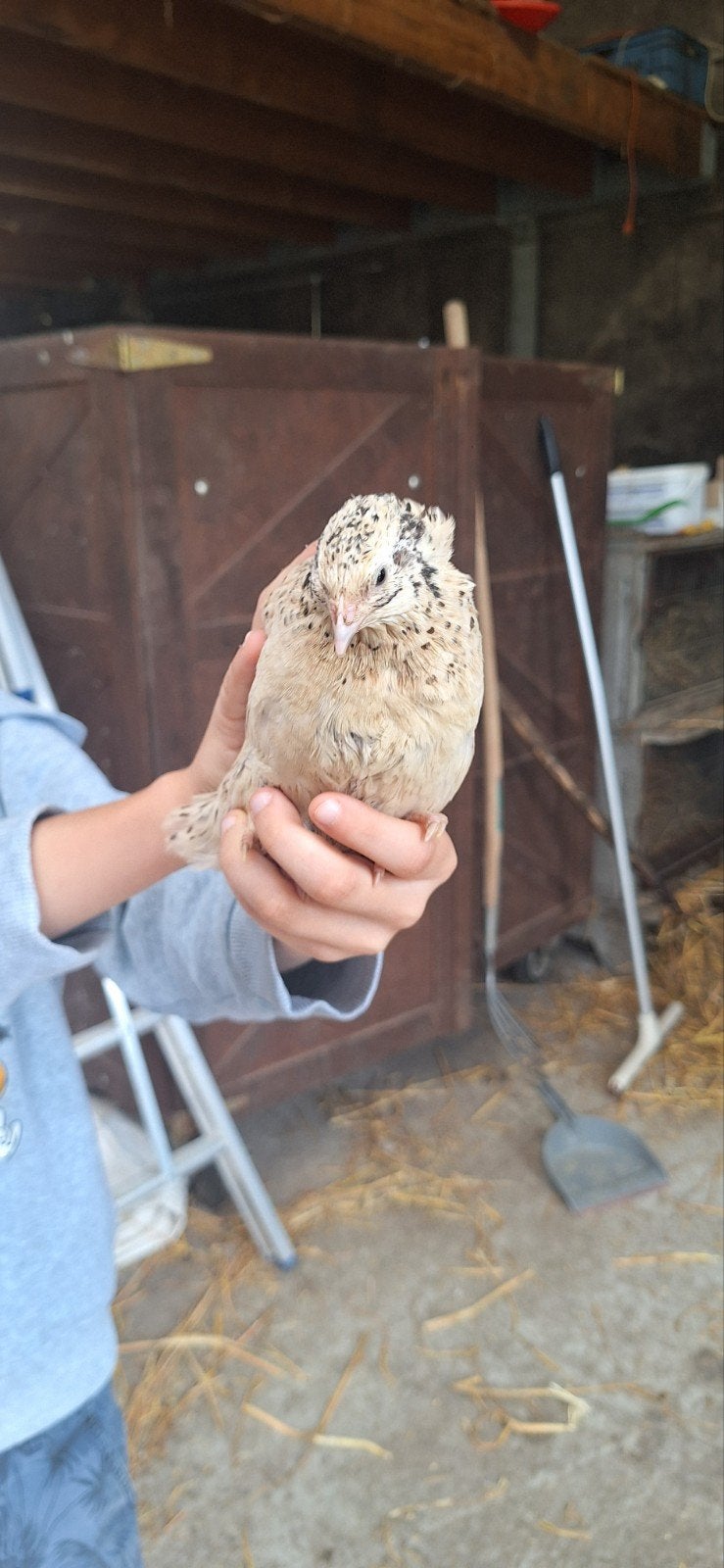 kwartels, Dieren en Toebehoren, Overige Dieren, Februari, Meerdere dieren