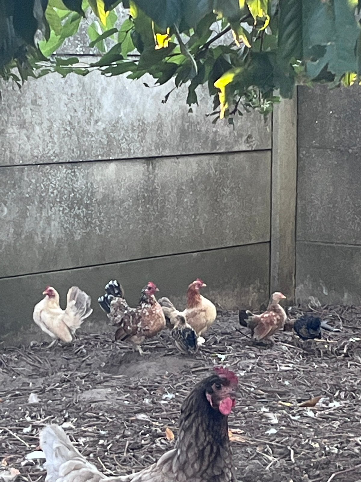 Serema hennen, Dieren en Toebehoren