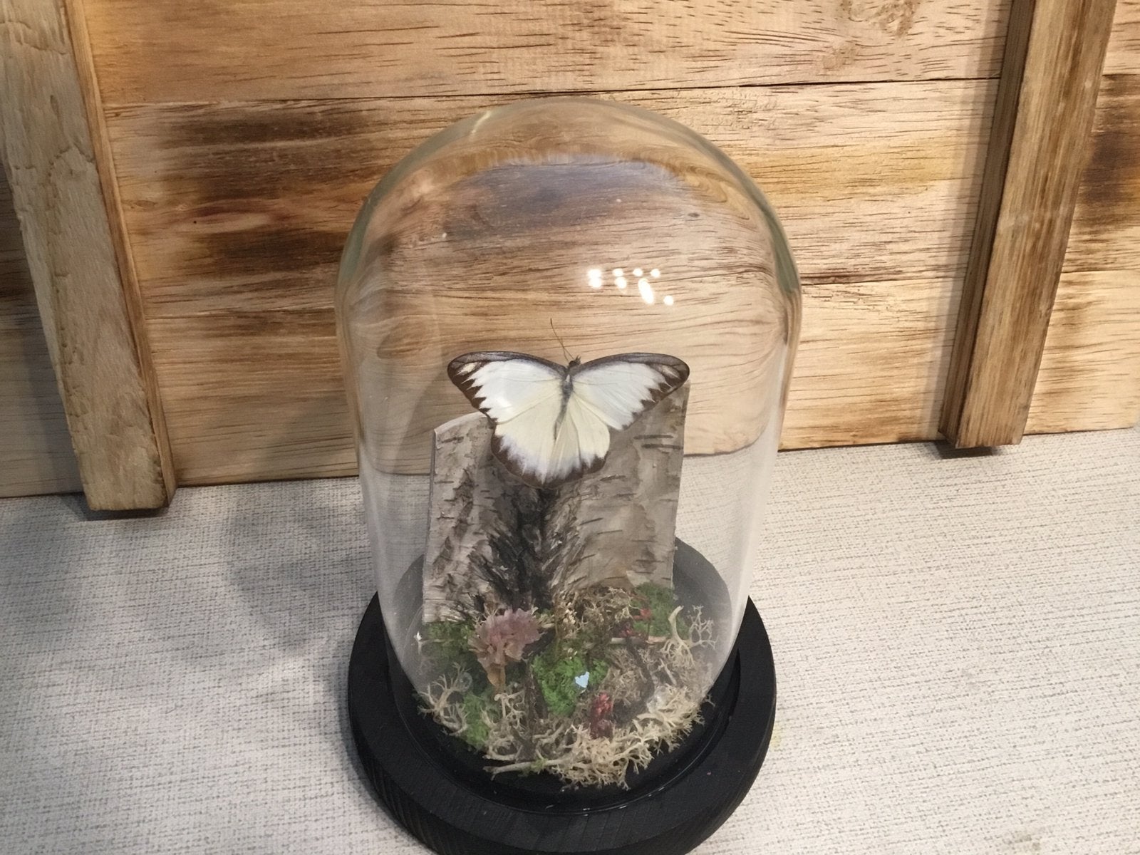 Vlinder in stolp taxidermie, Hout, Ophalen, Nieuw, Handgemaakt