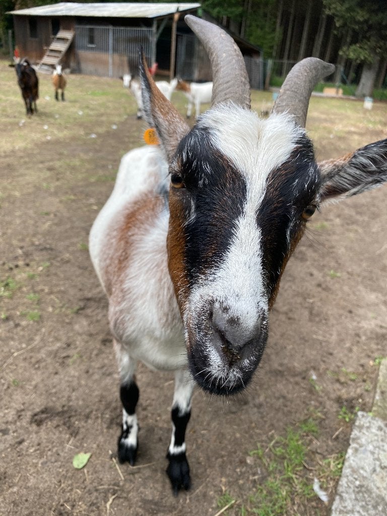 dwerggeiten, Dieren en Toebehoren, Mannelijk, Geit, 0 tot 2 jaar