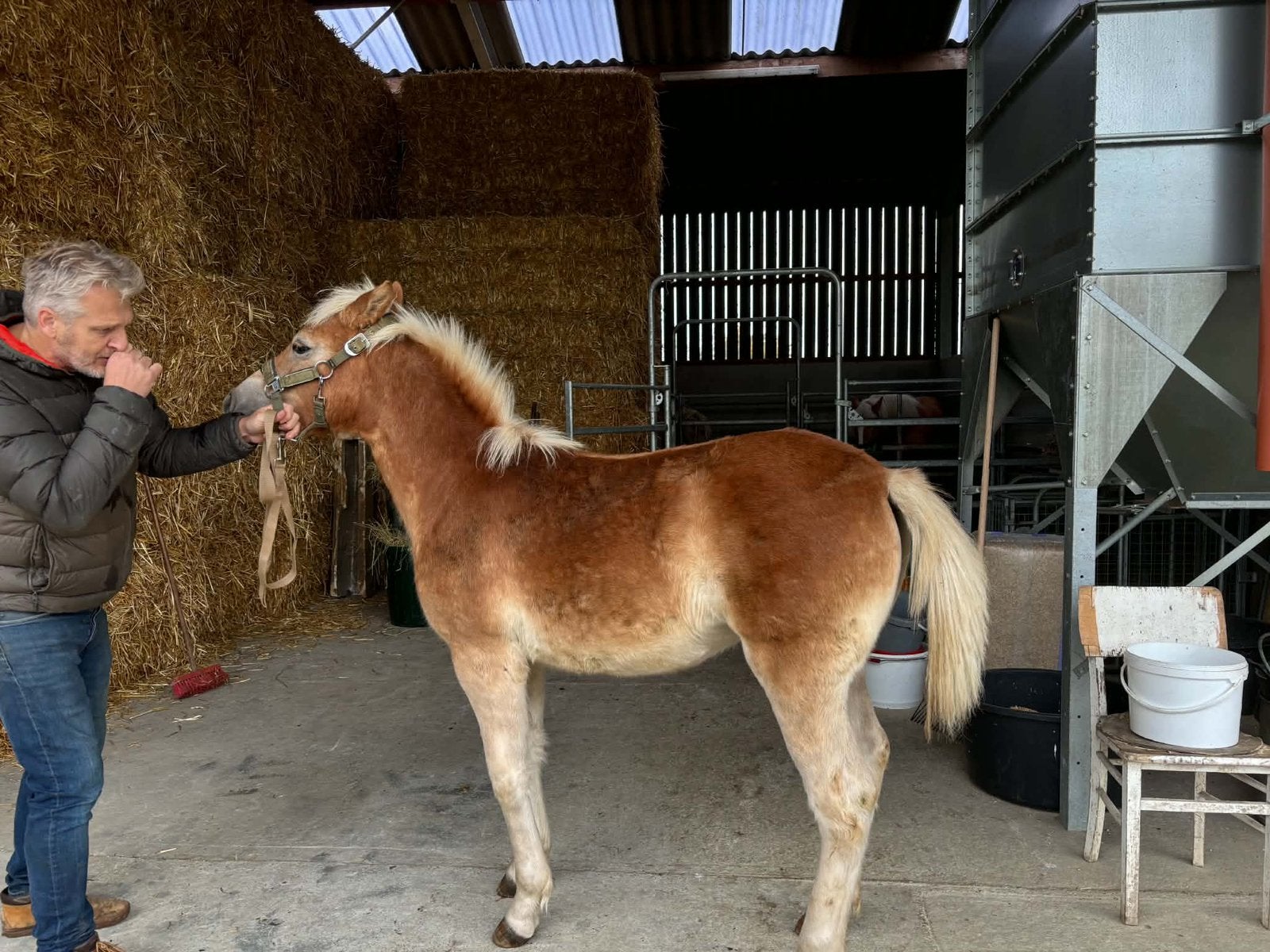 Haflinger merrieveulen te koop
