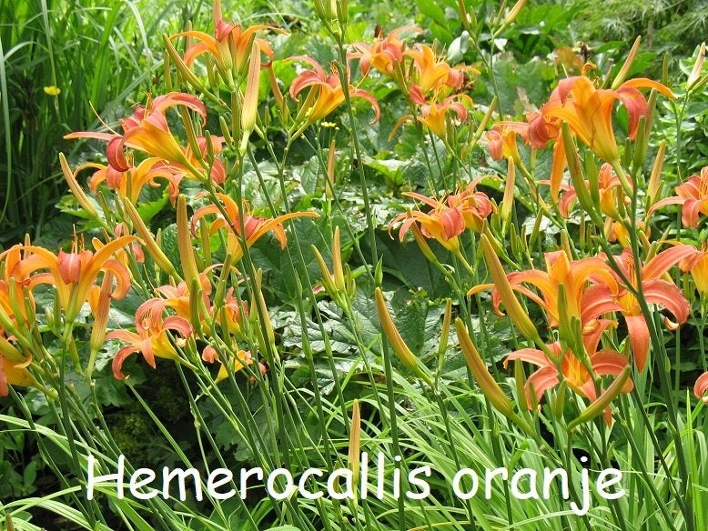 Hemerocalis, hoge soort, oranje bloemen, Ophalen, Zomer, Vaste plant, Volle zon