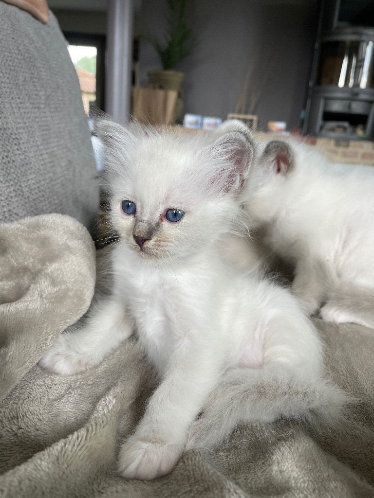 Heilige birmaan kittens, Gechipt, 0 tot 2 jaar