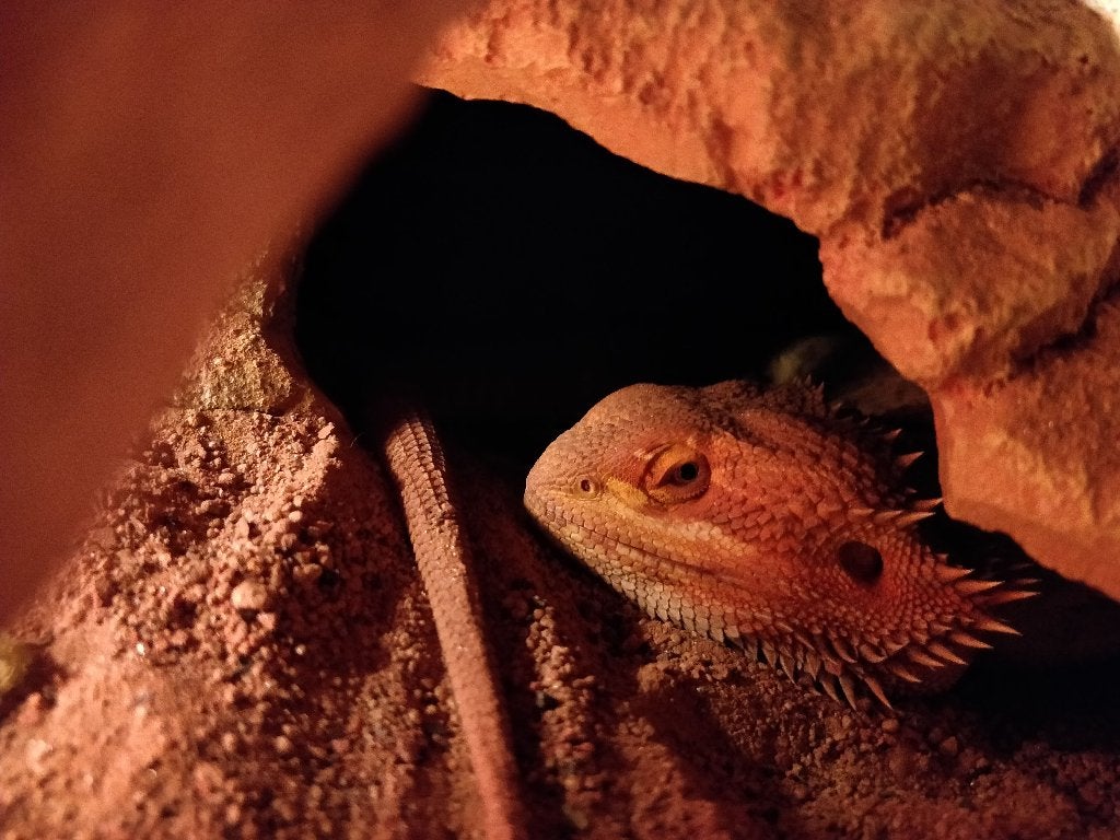 2 baardagamen met groot terrarium en toebehoren, Dieren en Toebehoren, Amfibie, Met terrarium, 7 tot 10 jaar