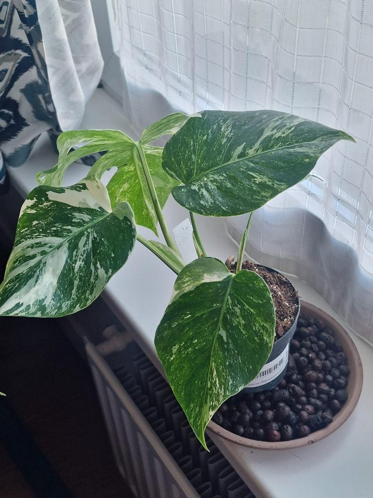 Monstera Variegata Albo, Huis en Inrichting, Kamerplanten, Ophalen