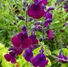 Salvia Nachtvlinder, Ophalen