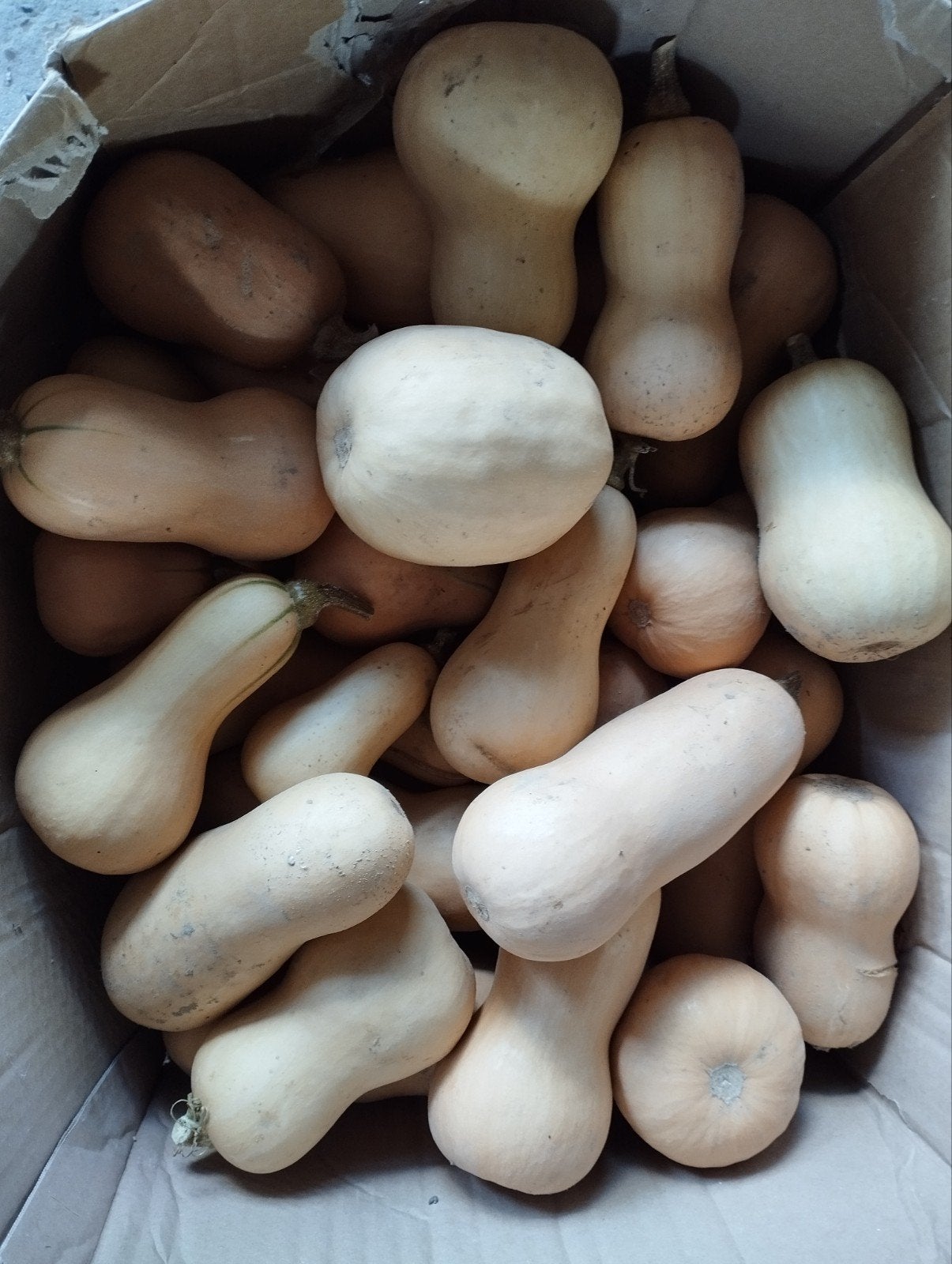 butternut pompoenen, Diversen, Ophalen
