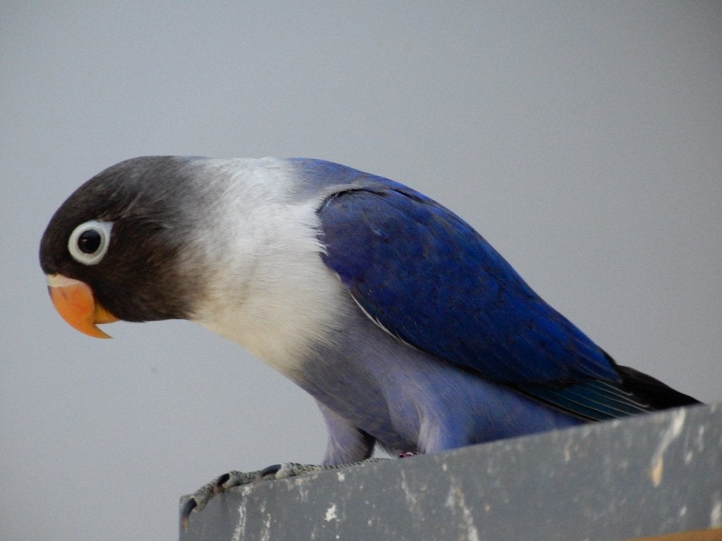 Dwergpapegaaitjes (Agapornis Personata), Geringd