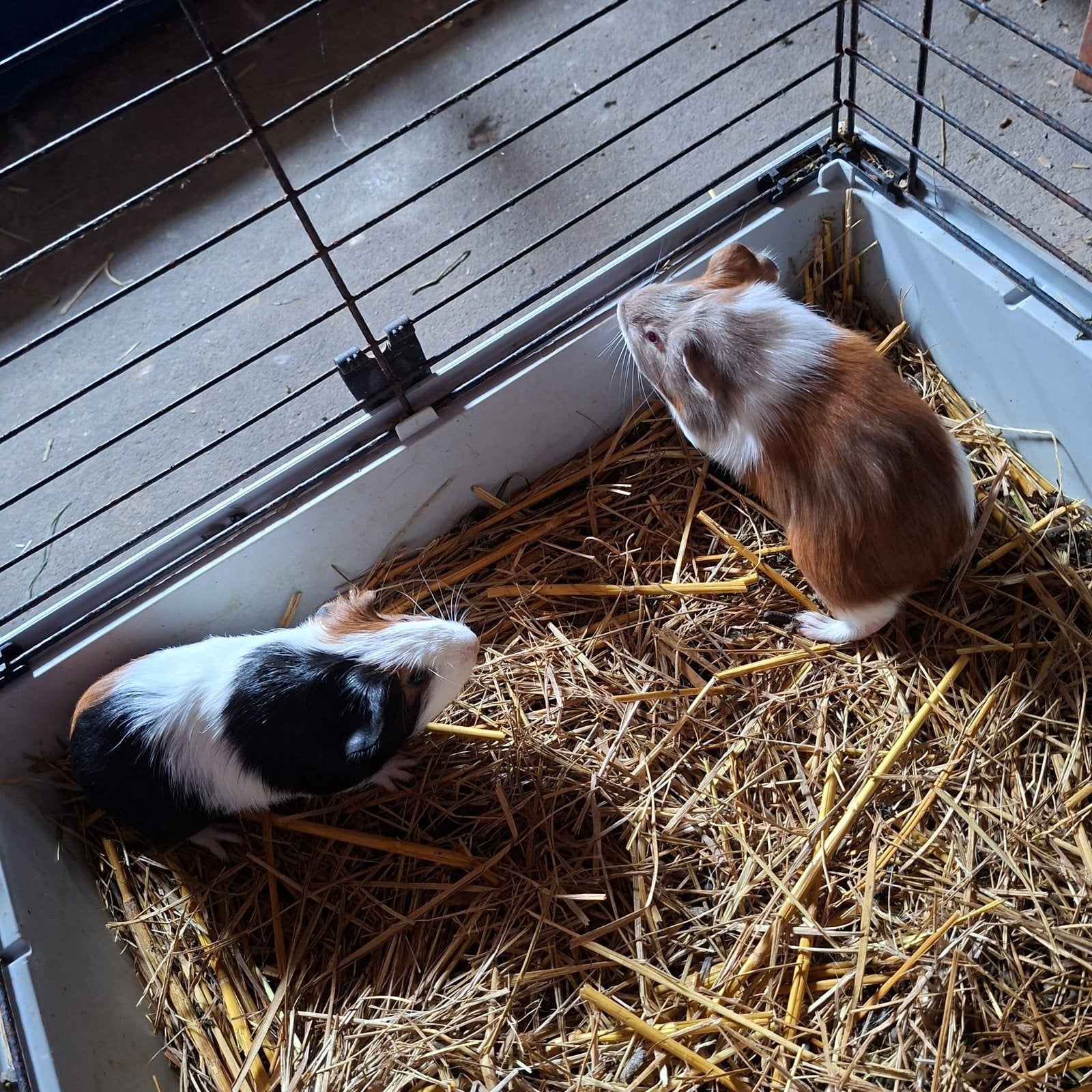 2 jonge, vrouw. cavia’s (eigen kweek), Asse, 0486377350, Août, Femelle, Cobaye