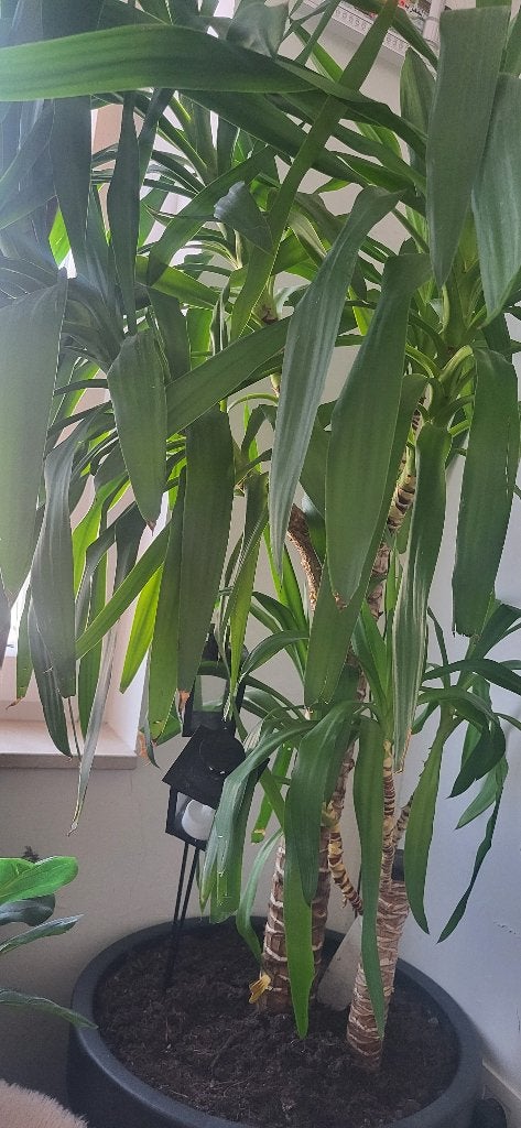 Grote kamerplanten - yucca, Ophalen, Yucca
