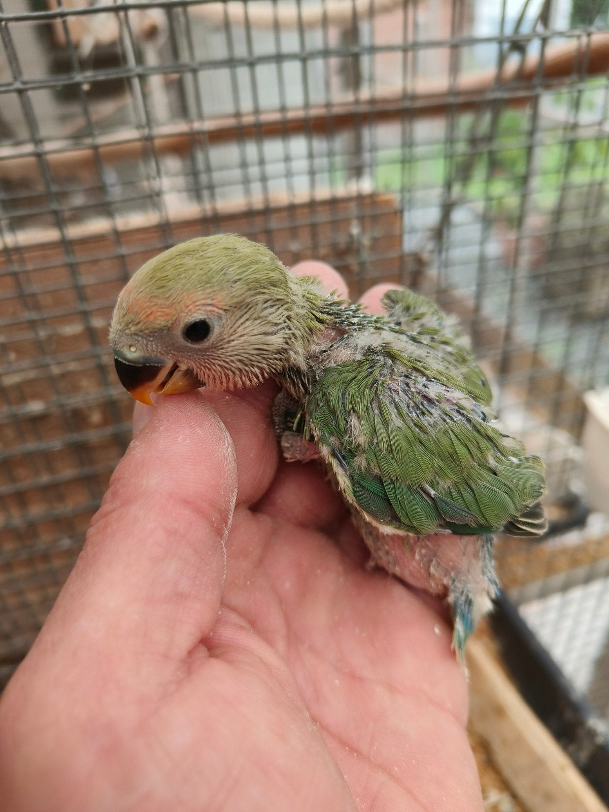 nestje roseicolli, Bagué