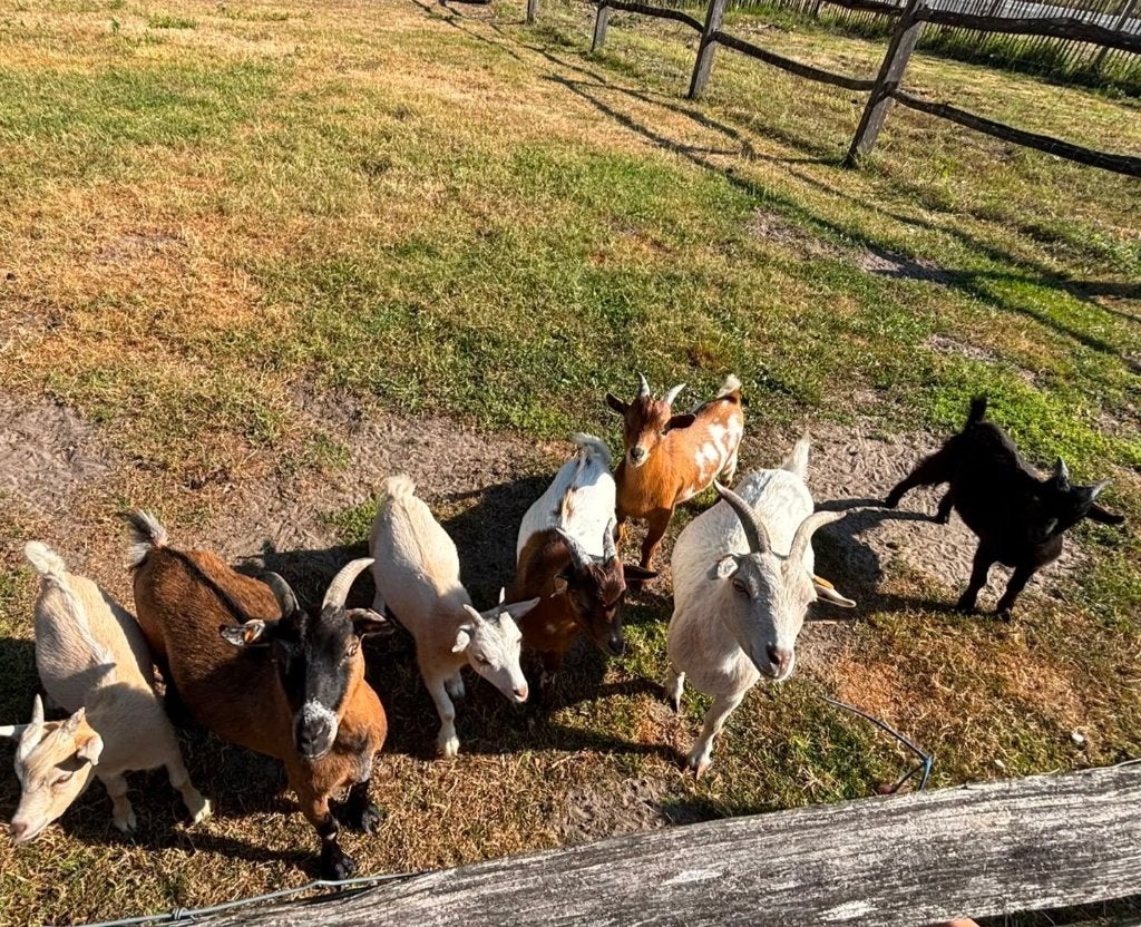 geitjes, Dieren en Toebehoren, Mannelijk, Geit, 0 tot 2 jaar