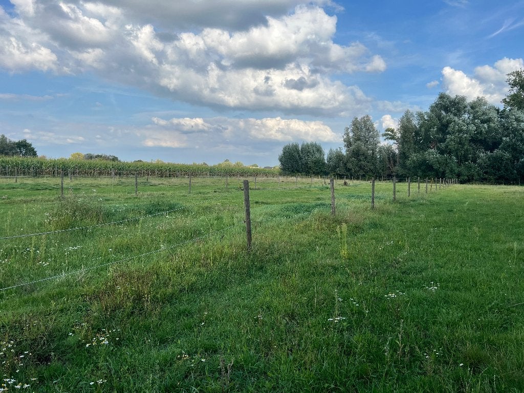Beschikbare plaatsen in een kleine familiale stal ZEMST, Dieren en Toebehoren, Stalling, 2 of 3 paarden of pony's