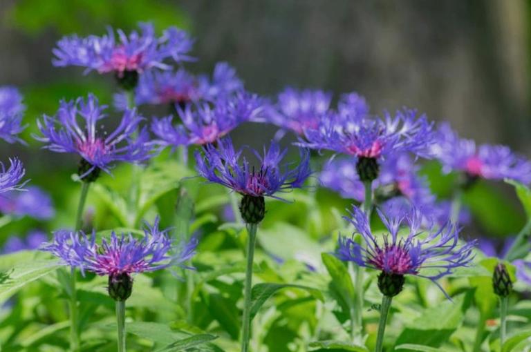 Centaurea montana of Korenbloem, Tuin en Terras, Planten | Tuinplanten, Ophalen, Zomer, Vaste plant, Volle zon